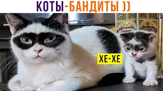 КОТЫ-БАНДИТЫ ))) Приколы с котами | Мемозг 1166