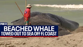 Beached whale carcass towed out to sea