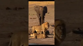 Mother Elephant Gives Up on a Twin to Save the Other from Lions #trending #trending #shorts #elephan