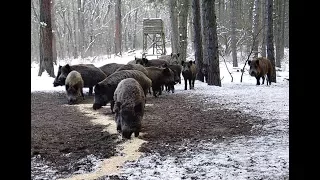 Уроки охоты на кабана зимой с вышки! Как охотиться на кабана с вышки?