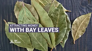 How to attract money with bay leaves