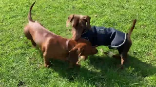 #Hilarious Sausage Dog Video  One Hour of Dachshund Dog  Around the World Weiner #miniature puppies
