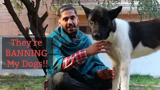 "BANNING Dog Breeds in INDIA!" | Beware Dog Owners!