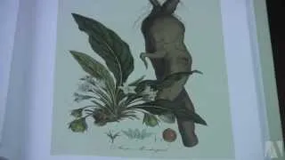 The legend of mandrake