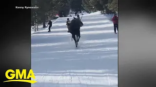 Moose barrels toward skiers at Jackson Hole