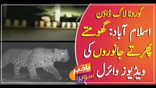 Islamabad: Wild animals spotted near Margalla Hills