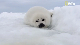 Les bébés phoques de l'Arctique