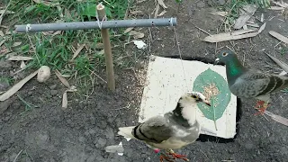 Smart Easy Birds Trap || How To Make Bird Trap