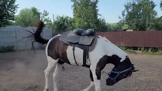 Мягкая заездка лошади за час