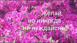 Желайте, но никогда не нуждайтесь#осознанность #исполнение деланий