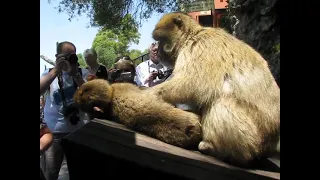 Обезьянка ищет блох у другой обезьянки