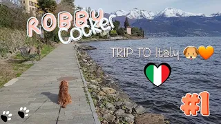 Holidays in Italy 🇮🇹 with my dog English Cocker Spaniel - Robby #part1