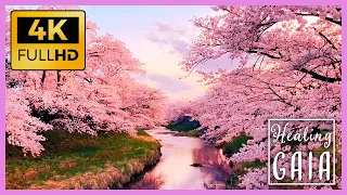 💦🌸 [4K] BOSQUE Japones en PRIMAVERA ▶ Sonido de las FLORES de CEREZO o SAKURA 🌺🍃 [8 HORAS]