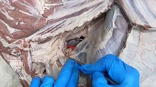 Goat: Thoracic Cavity