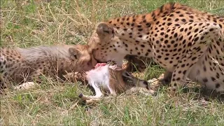 cheetah feeding her cubs baby deer