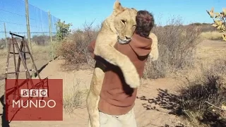 El conmovedor abrazo de una leona al hombre que la rescató