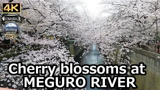 Cherry blossoms at MEGURO RIVER 2022 - 4K Tokyo Japan