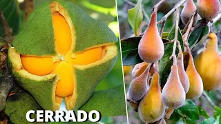 10 Frutas Brasileiras Nativas do CERRADO Mais CURIOSAS e INCRÍVEIS