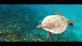 The Ritz Carlton Maldives, Fari Islands   Resort Video 3 minutes