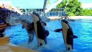 Loro Park Teneriffa - BEST OF - Orca & Delphin-Show / HD