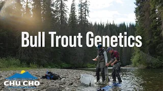 Unveiling Bull Trout: Genetic Studies in Williston Reservoir Watershed