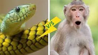 Monkey vs Python Snake real fight  - Python eating monkey - Wild animals attack