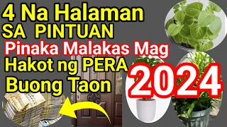 4  Na Halaman Pinaka SWERTE sa PERA at Pananalapi sa Buong Taon Ng 2024 !