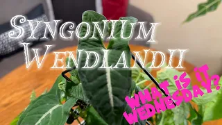 SYNGONIUM WENDLANDII Houseplant Info Relaxing Plant Talk ETSY Plants HOW TO CARE FOR