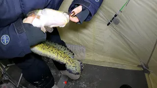 ЛОВИМ НАЛИМА В ПОЛЯРНУЮ НОЧЬ / CATCHING BURBOT ON A POLAR NIGHT