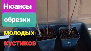 Нюансы обрезки молодых саженцев голубики. Видео урок 12))