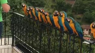 Feeding a Line of Parrots