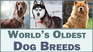 Top 10 Oldest Dog Breeds In The World | Ancient Dog Breeds