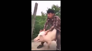 Приколы! 2019 - Год🐖. Нарезка гоночных свиней и кабанов...👍