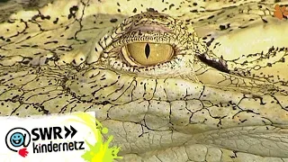 Krokodile in OLI's Wilde Welt | SWR Kindernetz