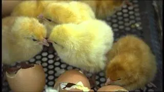 The Little Chick Company - It All Starts With An Egg - For Kids