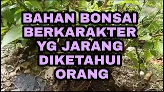 BAHAN BONSAI BERKARAKTER YG JARANG DIKETAHUI ORANG