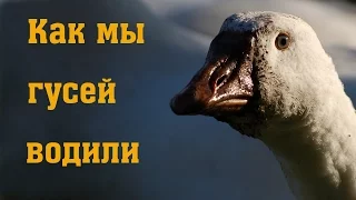 Как мы гусей водили // Разведение гусей