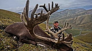 Sheep Hunt Arctic Red River Outfitters 2015