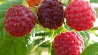 RASPBERRIES - HOW TO TRAIN AND PRUNE