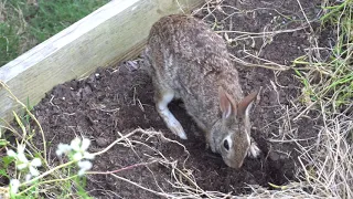 Cottontail Rabbit Made Nest in My Garden Raised Bed