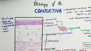 Histology Of Conjunctiva