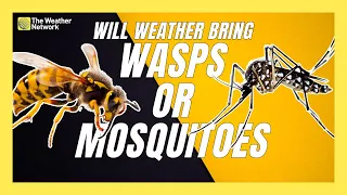 Will It Be a Mosquito Year or a Wasp Year? Weather Will Decide