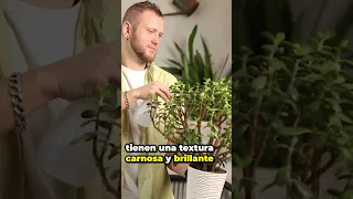 5 motivos para tener tu árbol de jade en casa  ¡YA MISMO! 🌱