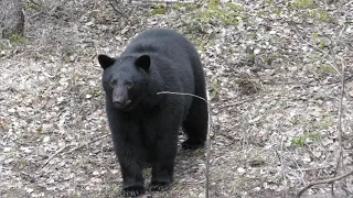 ALBERTA BLACK BEAR BOW HUNT