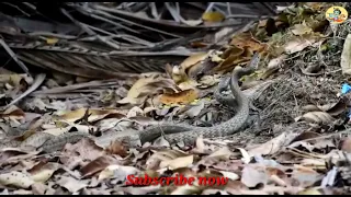 snakes mating || Snakes Having mating