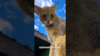 Нападение камышового кота на камеру! 😼