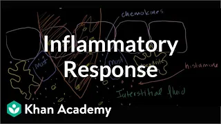 Inflammatory response | Human anatomy and physiology | Health & Medicine | Khan Academy