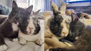 A family took a kitten into their home, and their bunny decided to make her his best friend