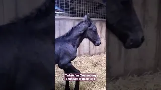 Newborn filly from Richtsje! | Friesian Horses