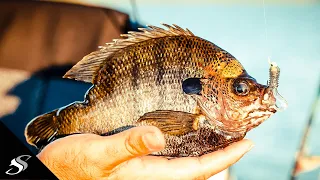 The BEST Lures for HUGE Bluegill!